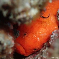 Antennatus tuberosus