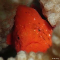 Antennatus tuberosus