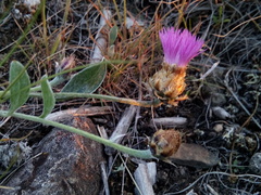 Psephellus turgaicus