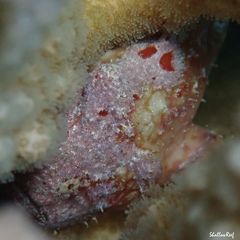 Antennatus tuberosus