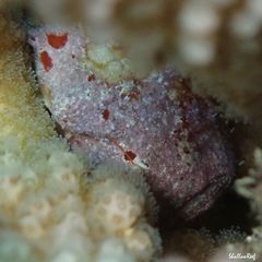 Antennatus tuberosus