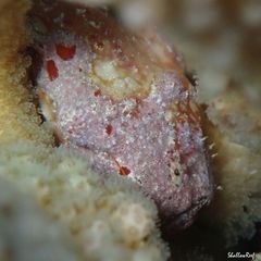 Antennatus tuberosus