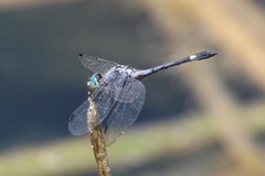 Micrathyria aequalis