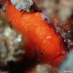 Antennatus tuberosus