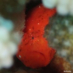 Antennatus tuberosus