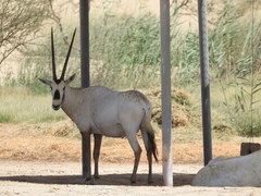 Oryx leucoryx