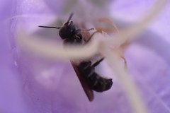 Chelostoma rapunculi