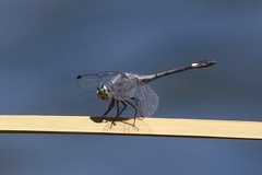 Micrathyria aequalis