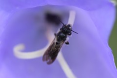 Chelostoma rapunculi