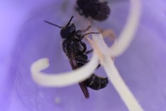 Chelostoma rapunculi