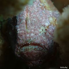Antennatus tuberosus