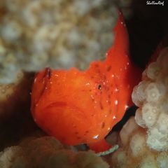 Antennatus tuberosus