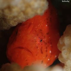 Antennatus tuberosus
