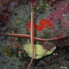 Dunckerocampus baldwini