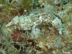 Synchiropus rosulentus