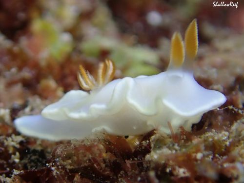 Yellow-margin Nudibranch