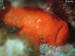 Antennatus tuberosus