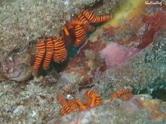 Ciliopagurus strigatus