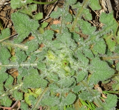 Mantisalca cabezudoi