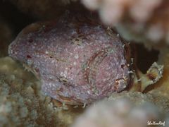 Antennatus tuberosus