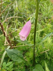 Digitalis purpurea