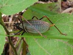 Pterophylla beltrani