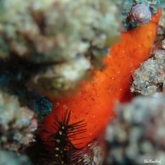 Antennatus tuberosus