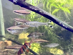 Rasbora trilineata