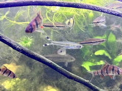 Rasbora trilineata