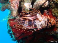 Pterois sphex