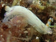 Hypselodoris bertschi