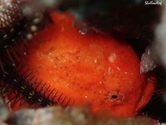Antennatus tuberosus