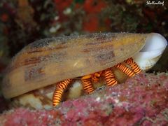 Ciliopagurus strigatus