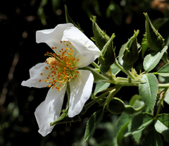 Rosa moschata