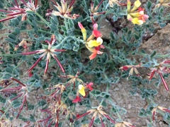 Acmispon grandiflorus grandiflorus