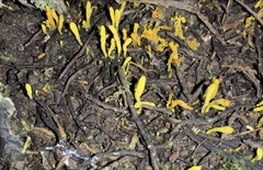 Clavariineae