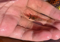 Macrobrachium rosenbergii