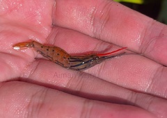 Macrobrachium rosenbergii