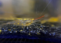 Macrobrachium rosenbergii