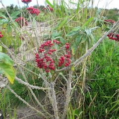 Solanum giganteum