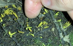 Clavariineae