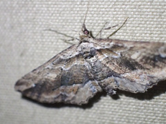 Chrysolarentia leucophanes
