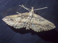 Chrysolarentia leucophanes