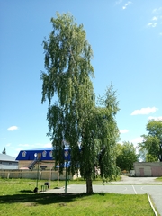 Betula pendula