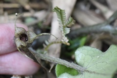 Asarum caudigerum