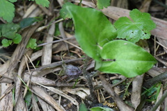 Asarum caudigerum