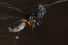 Gasteracantha dalyi