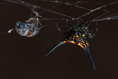 Gasteracantha dalyi