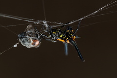 Gasteracantha dalyi
