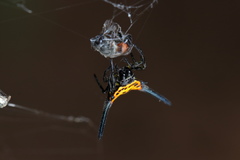 Gasteracantha dalyi